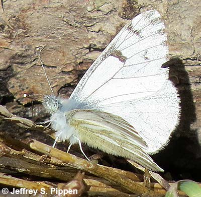 Spring White (Sisymbria sisymbrii)