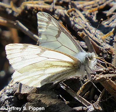 Spring White (Sisymbria sisymbrii)