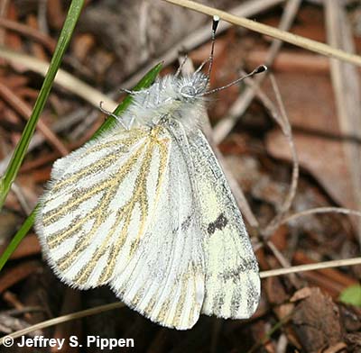 Spring White (Sisymbria sisymbrii)