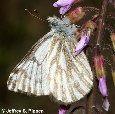 Spring White (Sisymbria sisymbrii)