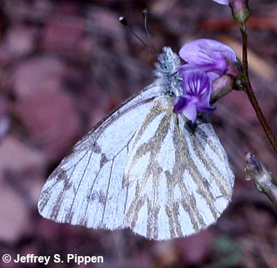 Spring White (Sisymbria sisymbrii)