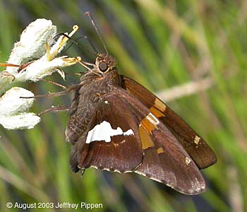Silver-spotted Skipper