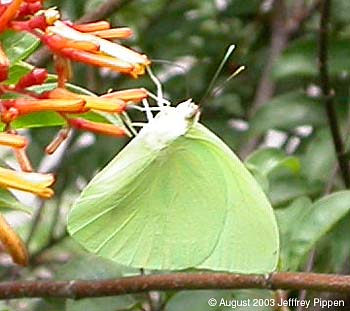 Statira Sulphur (Phoebis statira)