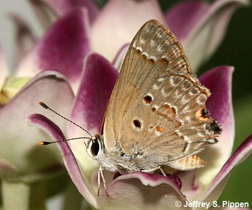 Disjunct Scrub-Hairstreak (Strymon bubastus)