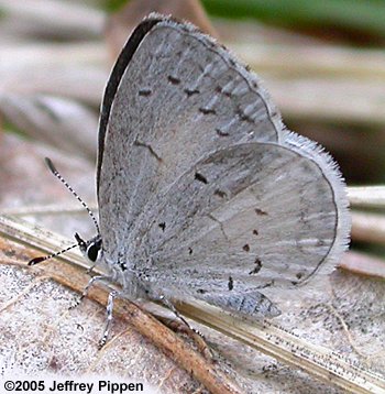 Summer Azure (Celastrina neglecta)