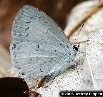 Summer Azure (Celastrina neglecta)