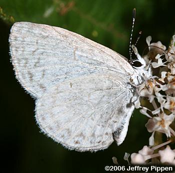 Summer Azure (Celastrina neglecta)