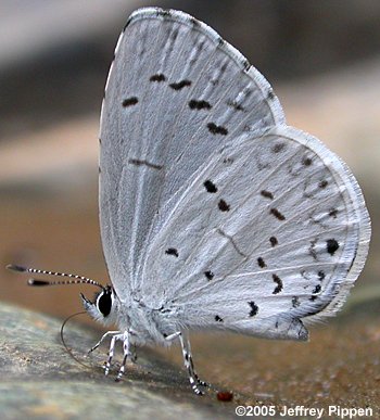 Summer Azure (Celastrina neglecta)