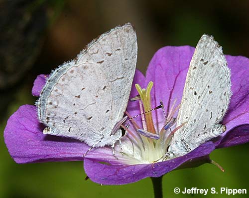 Summer Azure (Celastrina neglecta)