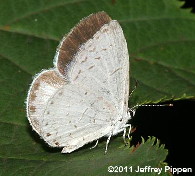 Summer Azure (Celastrina neglecta)