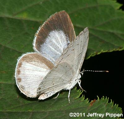 Summer Azure (Celastrina neglecta)