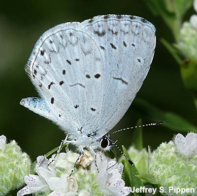 Summer Azure (Celastrina neglecta)