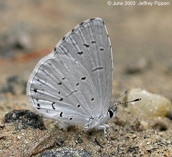 Summer Azure (Celastrina neglecta)