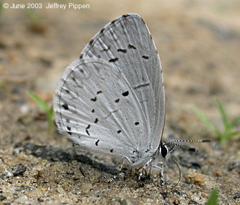 Summer Azure (Celastrina neglecta)
