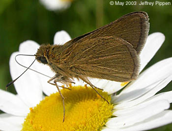 Swarthy Skipper (Nastra lherminier)