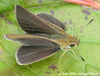 Swarthy Skipper (Nastra lherminier)