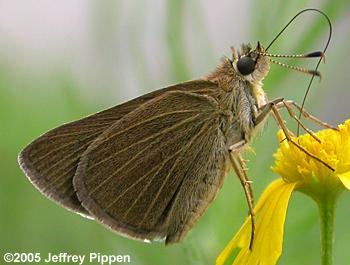 Swarthy Skipper (Nastra lherminier)