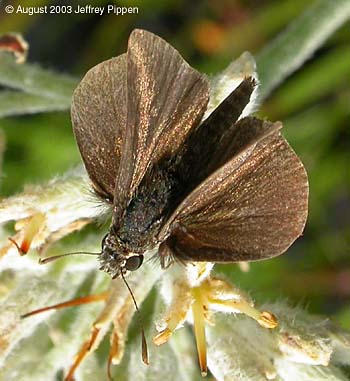 Swarthy Skipper