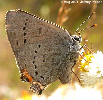 Sylvan Hairstreak (Satyrium sylvinus)