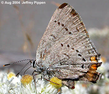 Sylvan Hairstreak (Satyrium sylvinus)