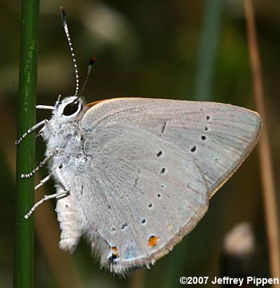 Sylvan Hairstreak (Satyrium sylvinus)