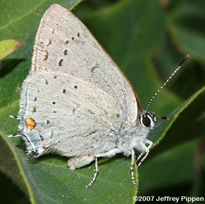 Sylvan Hairstreak (Satyrium sylvinus)