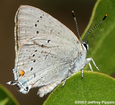 Sylvan Hairstreak (Satyrium sylvinus)
