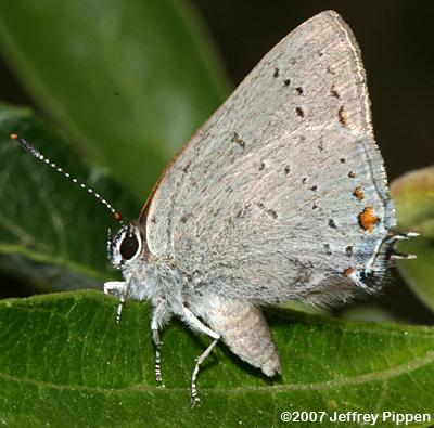 Sylvan Hairstreak (Satyrium sylvinus)