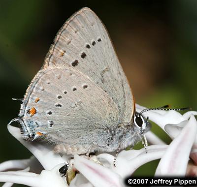Sylvan Hairstreak (Satyrium sylvinus)