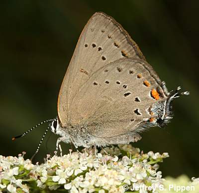 Sylvan Hairstreak (Satyrium sylvinus)