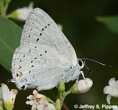 Sylvan Hairstreak (Satyrium sylvinus)