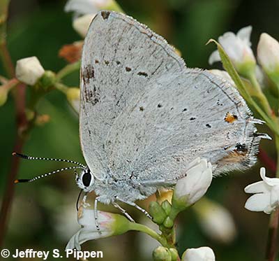 Sylvan Hairstreak (Satyrium sylvinus)