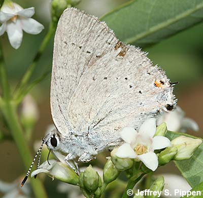 Sylvan Hairstreak (Satyrium sylvinus)