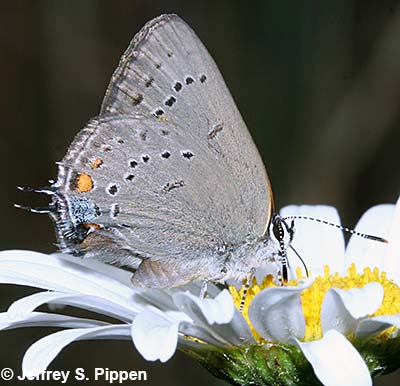 Sylvan Hairstreak (Satyrium sylvinus)