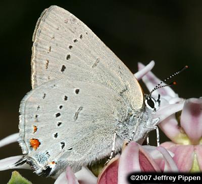 Sylvan Hairstreak (Satyrium sylvinus)