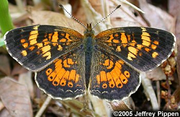 Tawny Crescent (Phyciodes batesii maconensis)