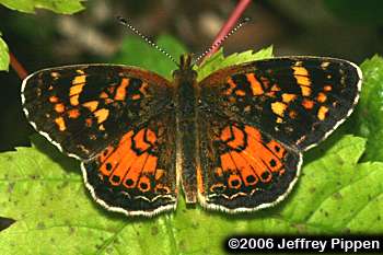 Tawny Crescent (Phyciodes batesii maconensis)