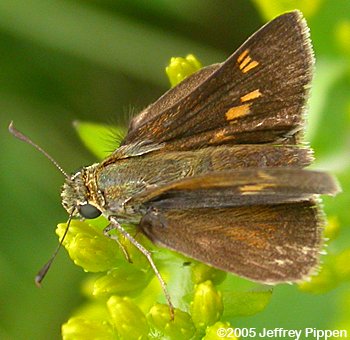 Tawny-edged Skipper (Polites themistocles)