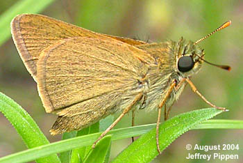 Tawny-edged Skipper (Polites themistocles)
