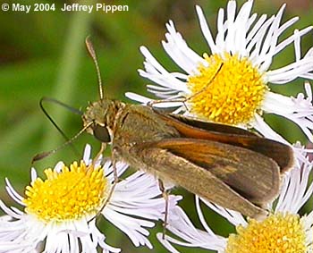 Tawny-edged Skipper (Polites themistocles)