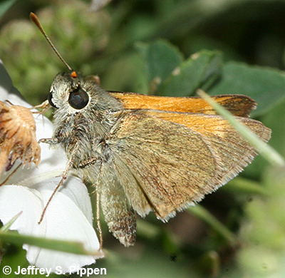 Tawny-edged Skipper (Polites themistocles)