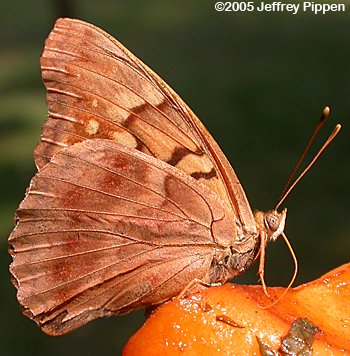 Tawny Emperor (Asterocampa clyton clyton)