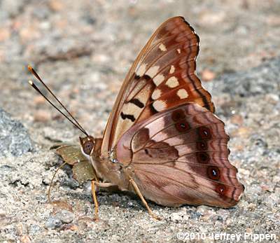 Tawny Emperor (Asterocampa clyton clyton)