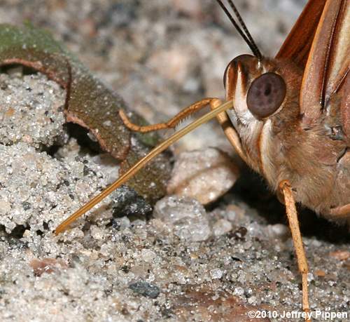 Tawny Emperor (Asterocampa clyton clyton)