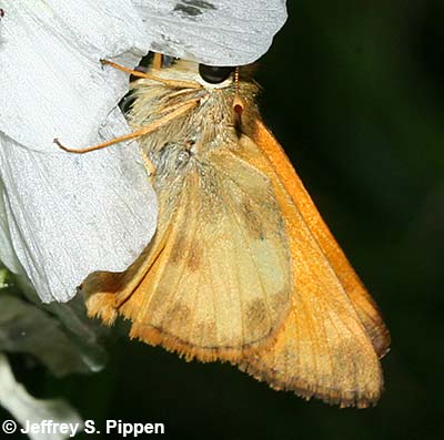 Taxiles Skipper (Poanes taxiles)