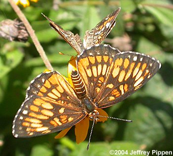 Theona Checkerspot (Chlosyne theona)