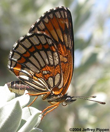 Theona Checkerspot (Chlosyne theona)