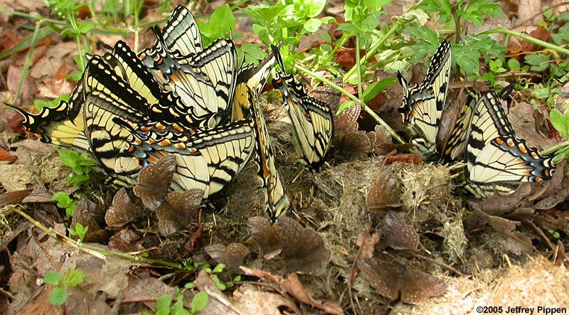 Appalachian Tiger Swallowtail (Papilio appalachiensis)