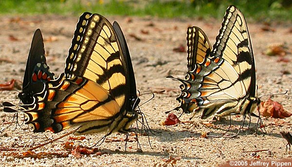 Appalachian Tiger Swallowtail (Papilio appalachiensis)