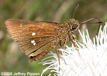 Twin-spot Skipper (Oligoria maculata)